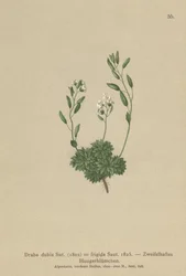 Oostenrijkse Nagelkruid