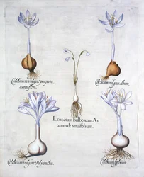 Herfstklokje en Weidekrokussen, uit Hortus Eystettensis, door Basil Besler, 1613