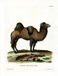 Bactrische Kameel