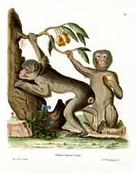 Berberaap