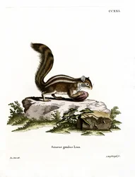 Barbarijse grondeekhoorn