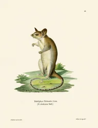 Naaktstaartwolopossum