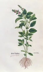 Basilicum, een botanische plaat uit het Herbarium door Leonhart Fuchs (1501-66), gepubliceerd in Basel, 1543