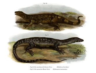 Kralenhagedis