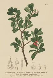 Berendruif