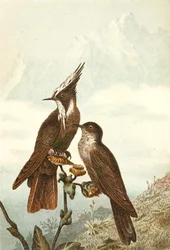 Baardhelmkuifjes, plaat uit "Brehms Tierleben: Allgemeine Kunde des Tierreichs", deel 4, p. 675, uitgegeven door Bibliographisches Institut