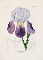Baardiris, gegraveerd door Ch. Schnorr