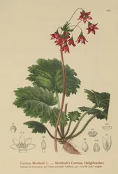 Berenoor Sanikel (Cortusa Matthioli)