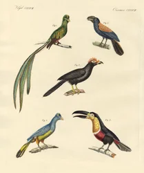 Mooie en nieuwe klimmende vogels