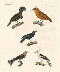 Mooie vogels