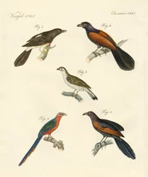 Mooie klimmende vogels
