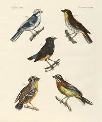 Mooie buitenlandse vogels