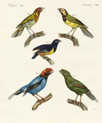 Mooie buitenlandse vogels
