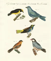 Mooie buitenlandse vogels