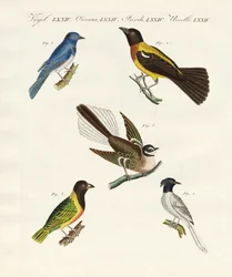 Mooie vreemde vogels