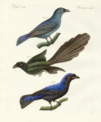 Mooie buitenlandse vogels