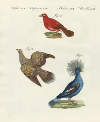 Mooie, buitenlandse duiven