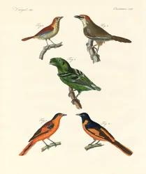 Mooie en vreemde buitenlandse vogels