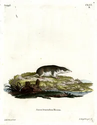 Tweekleurige Spitsmuis