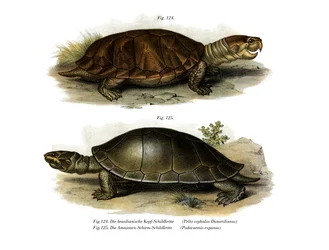 Grootkoppige Amazone-rivierschildpad