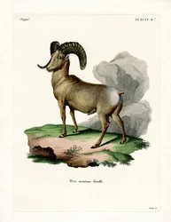 Grotehoornschapen