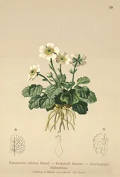 Bilobo Boterbloem