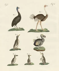 Vogels