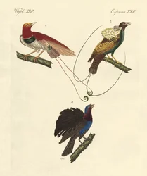 Paradijsvogels