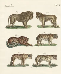 Bijtende dieren