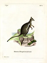 Zwartvoet Rots-wallaby