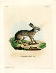 Zwartnekkige haas