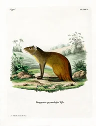 Zwartkruin Agouti