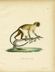 Zwartstaartmarmoset