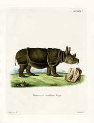 Zwarte neushoorn