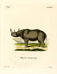 Zwarte neushoorn