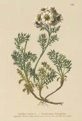 Zwart duizendblad (Achillea atrata)