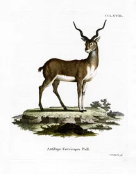 Zwartbokantilope