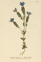 Blaasgentiaan