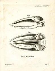 Schedel van blauwe vinvis