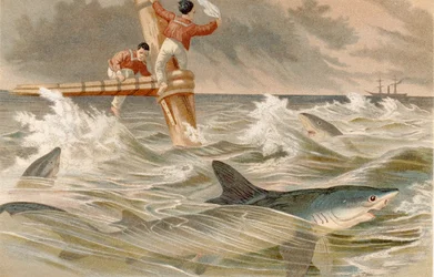 Blauwe haai, plaat uit Brehms Tierleben: Allgemeine Kunde des Tierreichs, vol.8, p.438, uitgegeven door Bibliographisches Institut, 1892