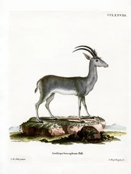 Blauwbok