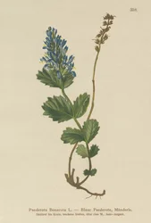 Blauwe Paederota