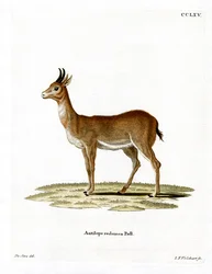 Bohor rietbok