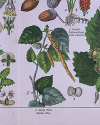 Tak van een zilverberk, uit een boek over het classificatiesysteem van Carolus Linnaeus door G.H. von Schubert