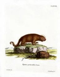 Braziliaans Stekelvarken