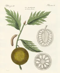 Broodvrucht