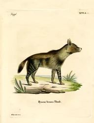 Bruine Hyena
