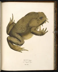 Bufo auga, de rietpad of reuzenpad, uit 