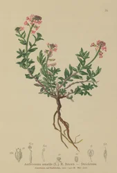 Gebrande Candytuft