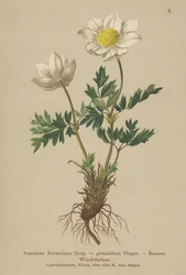 Bursers Anemoon (Anemone Burseriana, Anemone grandiflora)